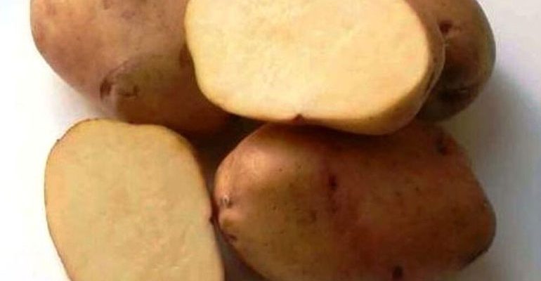 Сорт картофеля Вега. Картофель Крепыш. Сорт картофеля Крепыш. Картофель Родриго фото.